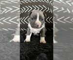 Puppy Winston Boston Terrier
