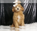 Puppy Ginny Poodle (Miniature)