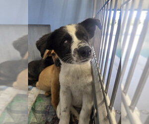 Chihuahua-Unknown Mix Dogs for adoption in San Bernardino, CA, USA