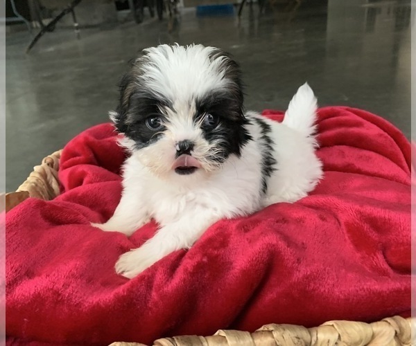 Medium Photo #1 Zuchon Puppy For Sale in GREENWD, IN, USA