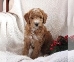 Small Photo #1 Poodle (Miniature) Puppy For Sale in STEVENS, PA, USA