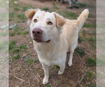 Small #1 Golden Retriever Mix