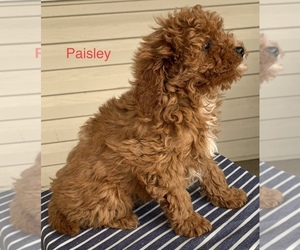 Cavapoo Puppy for sale in SHILOH, OH, USA