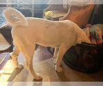 Small #8 Great Pyrenees Mix