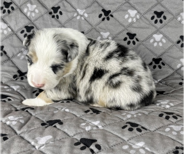 Medium Photo #89 Australian Shepherd Puppy For Sale in SALISBURY, NC, USA