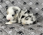 Small Photo #89 Australian Shepherd Puppy For Sale in SALISBURY, NC, USA