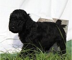 Small Photo #9 Poodle (Standard) Puppy For Sale in LAKE CITY, FL, USA