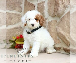 Goldendoodle (Miniature) Puppy for sale in GORDONVILLE, PA, USA