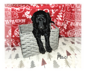 Double Doodle Puppy for Sale in COHOCTON, New York USA