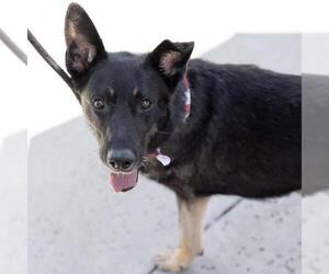 Santiago - Male Mutt Dog for Adoption - Photo #9