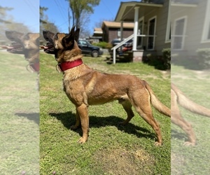 Belgian Malinois Puppy for sale in NEWBERRY, SC, USA