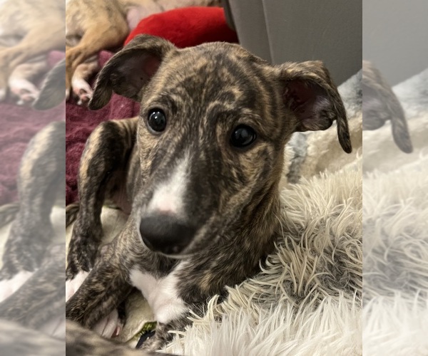 Medium Photo #5 Whippet Puppy For Sale in SOUTH SIOUX CITY, NE, USA