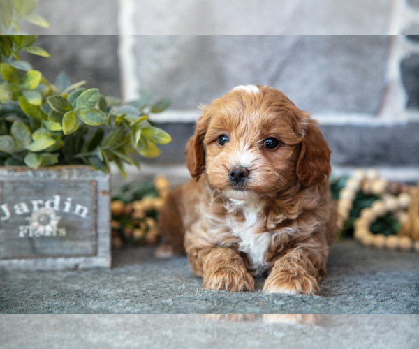 Medium Photo #13 Goldendoodle (Miniature) Puppy For Sale in MIFFLINBURG, PA, USA