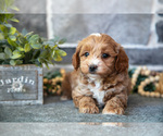 Small #2 Goldendoodle (Miniature)