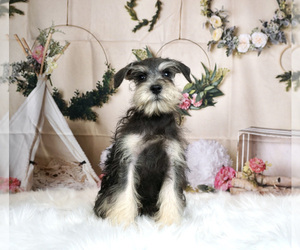 Schnauzer (Miniature) Puppy for Sale in WARSAW, Indiana USA