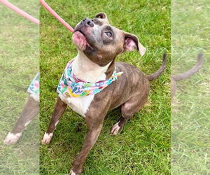 Kalina - *COURTESY LISTING* - Female Bullboxer Pit Dog for Adoption - Photo #2
