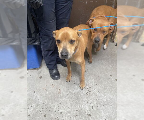 Medium Photo #1 Mutt Puppy For Sale in Stockton, CA, USA