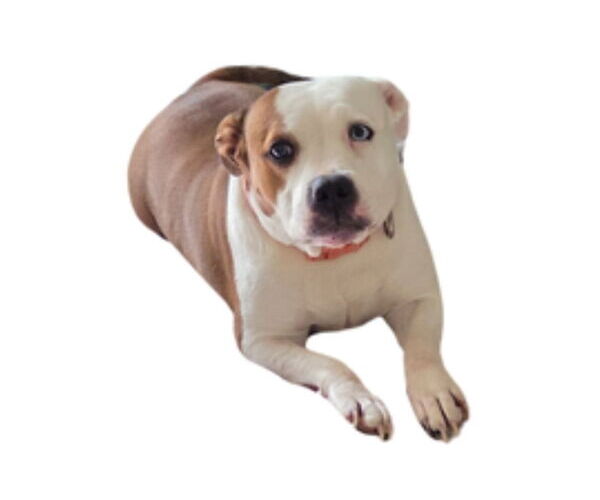 Medium Photo #3 American Pit Bull Terrier-Unknown Mix Puppy For Sale in Woodland, CA, USA