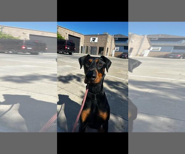 Medium Photo #1 Doberman Pinscher Puppy For Sale in Hayward, CA, USA