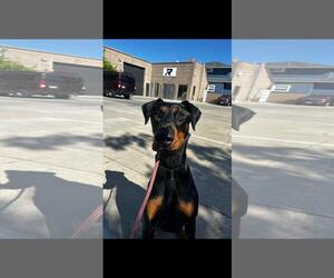 Doberman Pinscher Dogs for adoption in Hayward, CA, USA