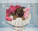Small Photo #7 Poodle (Toy)-Yorkshire Terrier Mix Puppy For Sale in SANGER, TX, USA