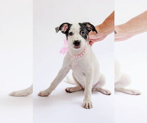 Mutt Dogs for adoption in The Woodlands, TX, USA