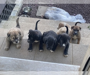 Borador-Goberian Mix Puppy for sale in HANOVER, PA, USA