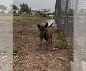 Mutt Dogs for adoption in Amarillo, TX, USA