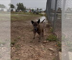 Daisy - Female Mutt Dog for Adoption - Small photo