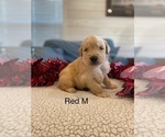 Small #4 Golden Retriever