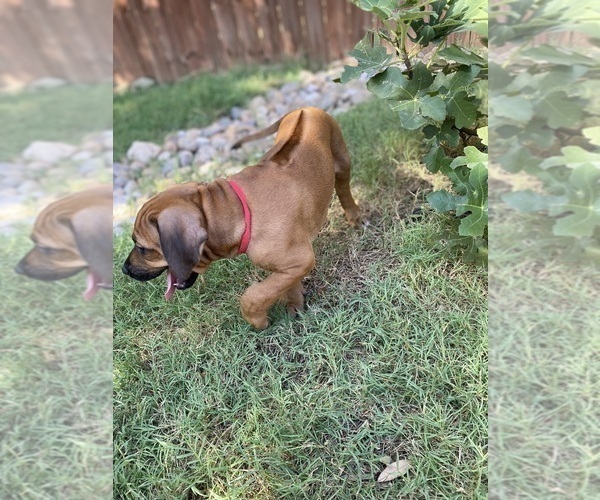 Medium Photo #18 Rhodesian Ridgeback Puppy For Sale in KELLER, TX, USA