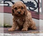 Small Photo #1 Cavapoo Puppy For Sale in HONEY BROOK, PA, USA