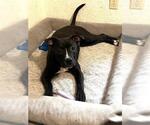SUGAR - Female Mutt Dog for Adoption - Small photo