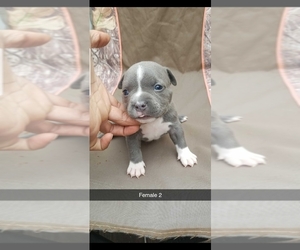 American Bully Puppy for sale in LYNN, MA, USA