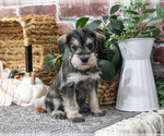 Esme - Female Schnauzer (Miniature) Puppy for Sale - Photo #3