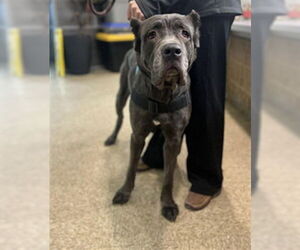 Mutt Dogs for adoption in Westminster, MD, USA