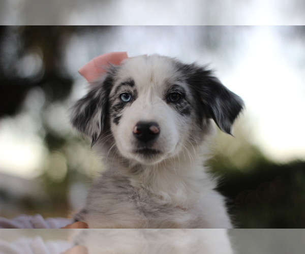Medium Photo #5 Australian Shepherd Puppy For Sale in MODESTO, CA, USA
