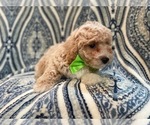 Small Photo #9 Bichpoo Puppy For Sale in LAKELAND, FL, USA