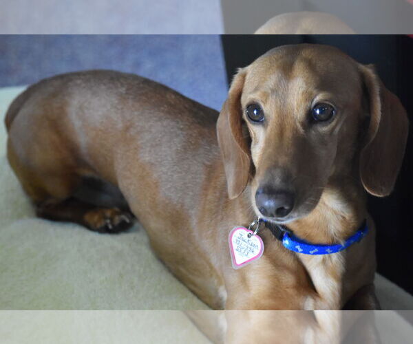 Medium Photo #8 Dachshund Puppy For Sale in Shelbyville, TN, USA