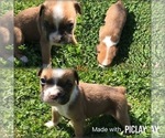 Puppy 5 Boxer