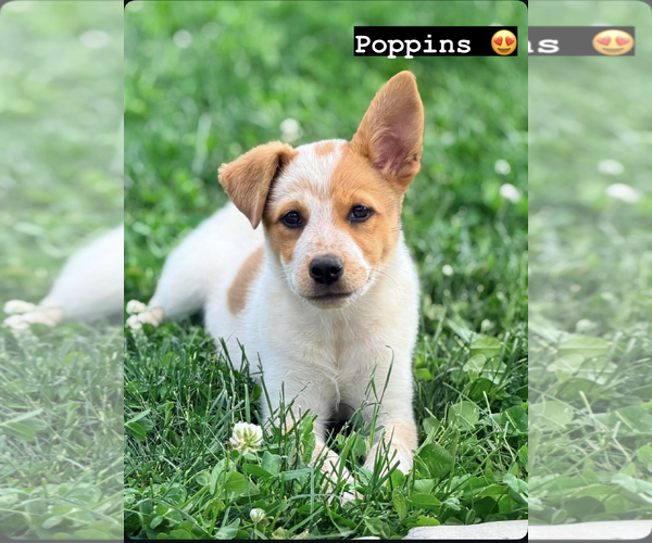 Medium Photo #1 Mutt Puppy For Sale in Sandy, UT, USA