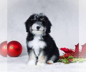 Bernedoodle-Poodle (Miniature) Mix Puppy for sale in DALTON, OH, USA