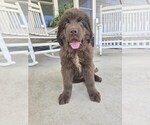 Small Photo #123 Newfoundland Puppy For Sale in TILTON, IL, USA
