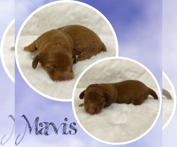 Medium Photo #1 Dachshund Puppy For Sale in DE KALB, TX, USA