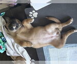 Small German Shepherd Dog Mix