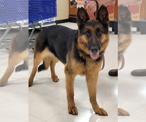 German Shepherd Dog Dogs for adoption in Centreville, VA, USA