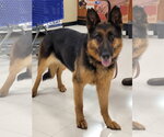 Small German Shepherd Dog