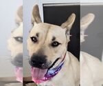 Small Carolina Dog-German Shepherd Dog Mix