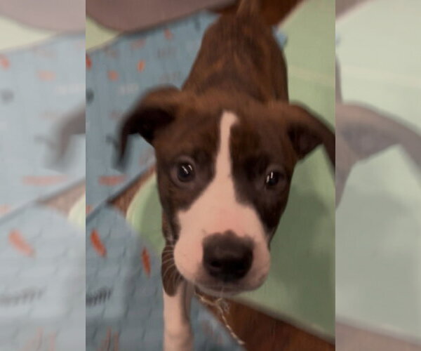 Medium Photo #3 Bogle Puppy For Sale in Mechanicsburg, PA, USA