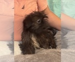 Small Photo #20 Shih Tzu Puppy For Sale in BROOKLET, GA, USA